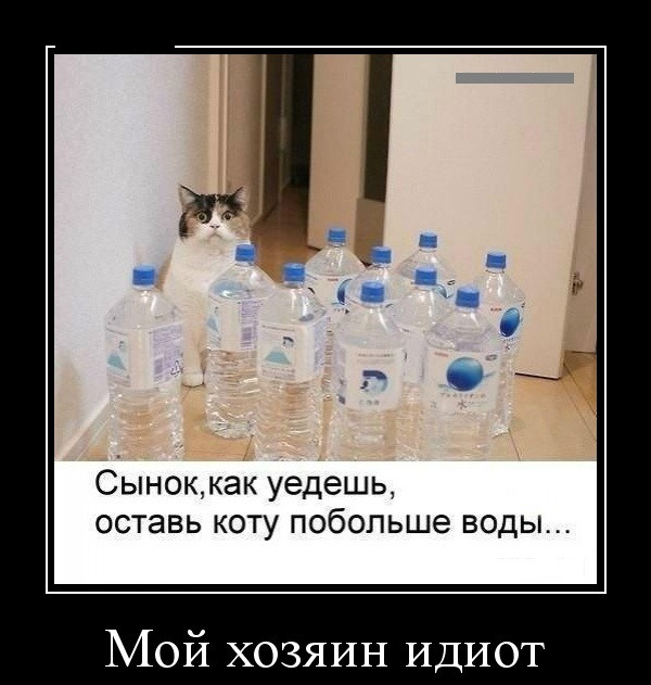 Оставь коту побольше воды картинка