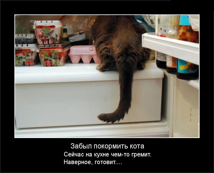 Фото Котов На Кухне