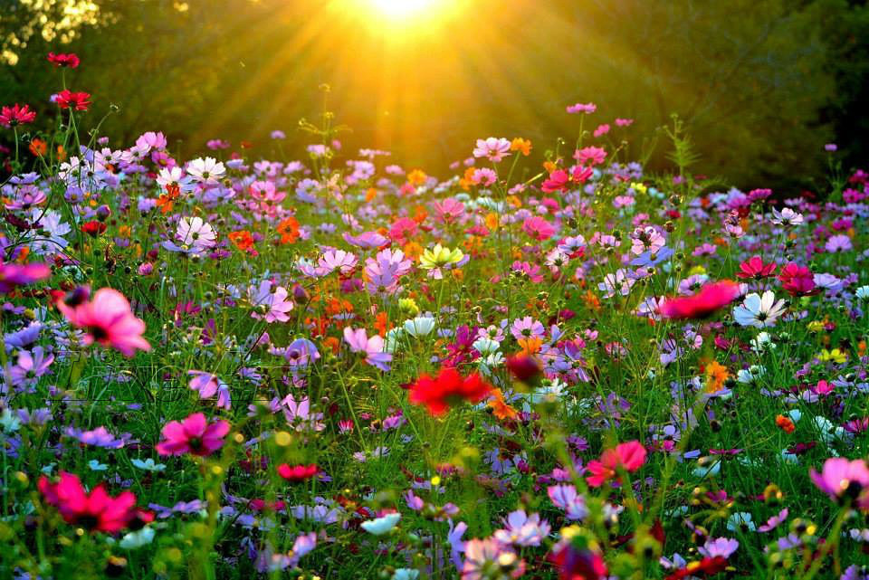 Полевые цветы - красивые картинки (50 фото) • Прикольные ...