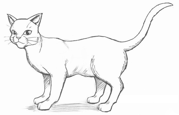 Кошка 6 класс рисунок
