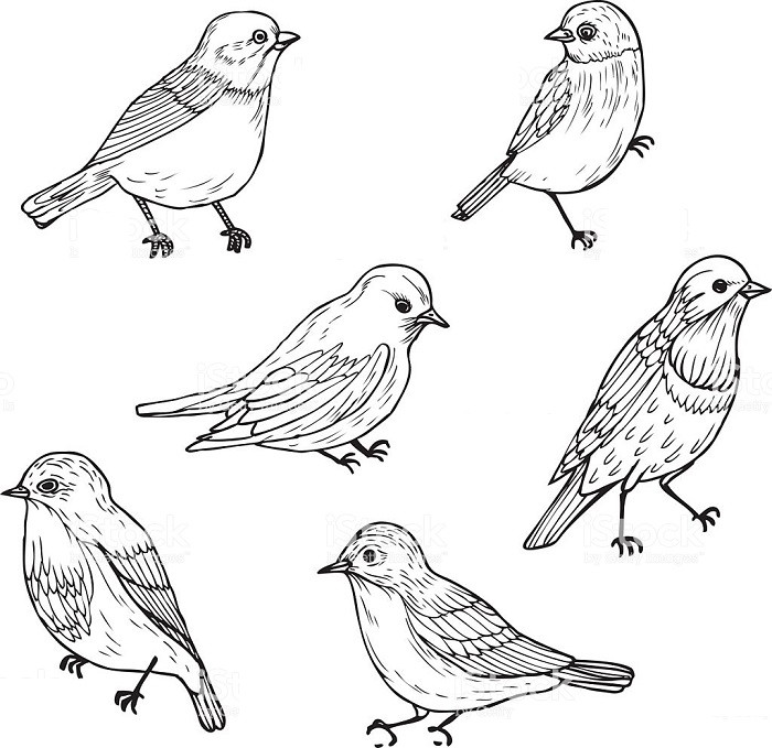 Поэтапный рисунок птицы