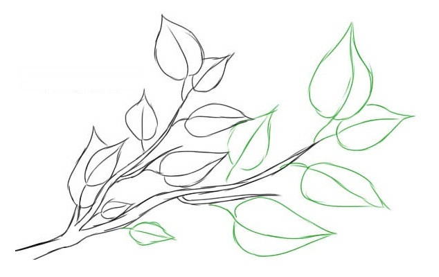 Ветка с листьями рисунок карандашом