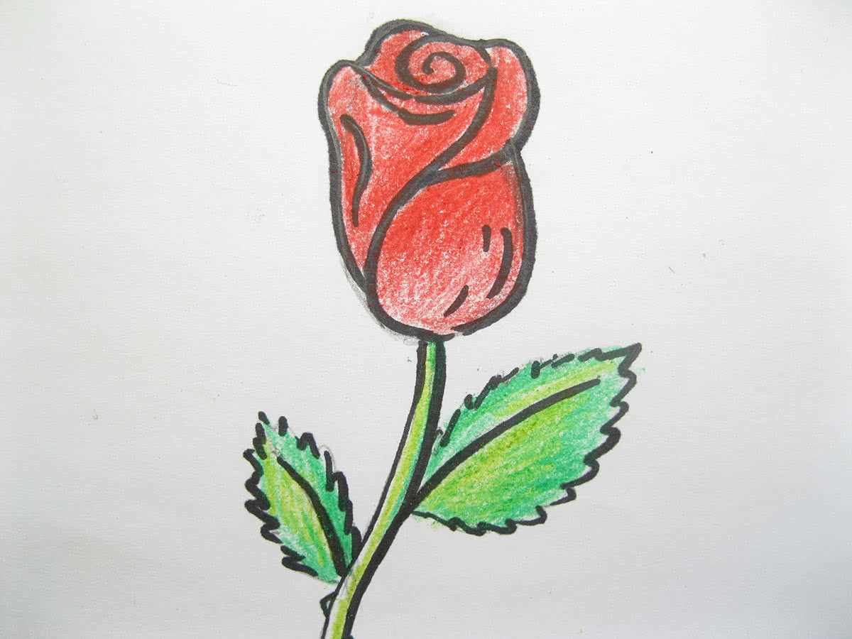 Срисовки розы лёгкие