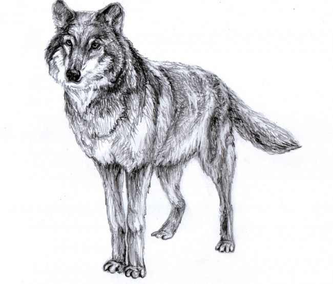 Фото волков нарисованных