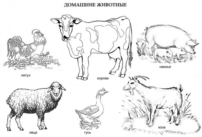 На рисунке изображены корова и свинья длина