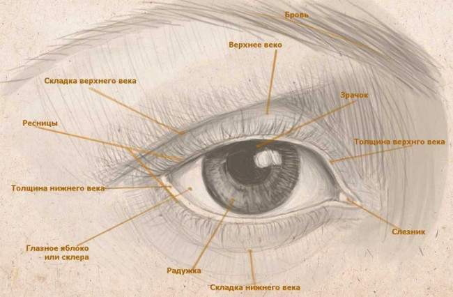 На рисунке изображена схема глаза