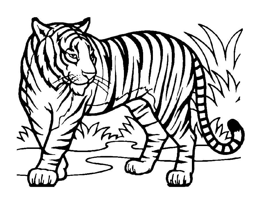 Рисунок тигра для срисовки. 