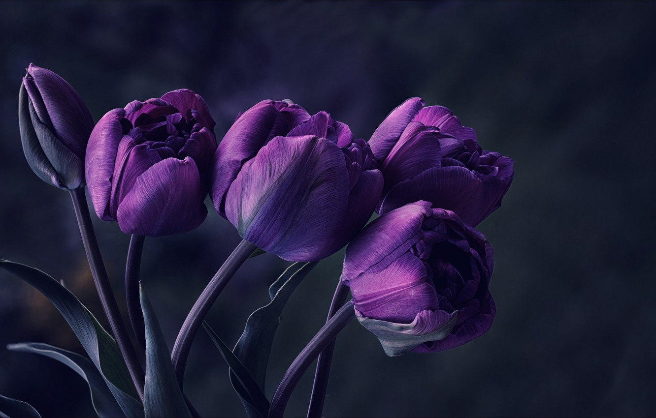 фиолетовый цвет цветы