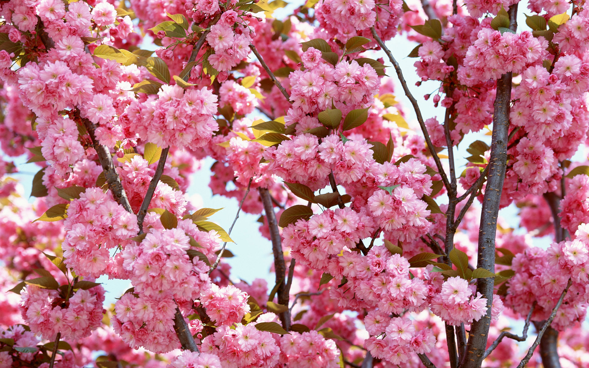 Сакура вишневая. Черри блоссом цветок. Вишня розовоцветущая. Pink черри блоссом дерево деревья. Сакура цветение растения.