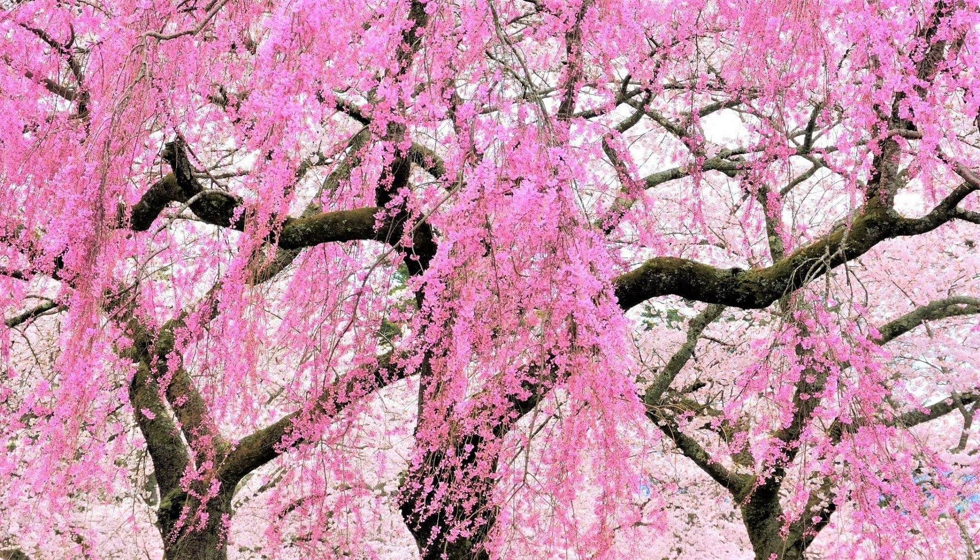 Розовый цвет - красивые картинки (40 фото) • Прикольные картинки и позитив