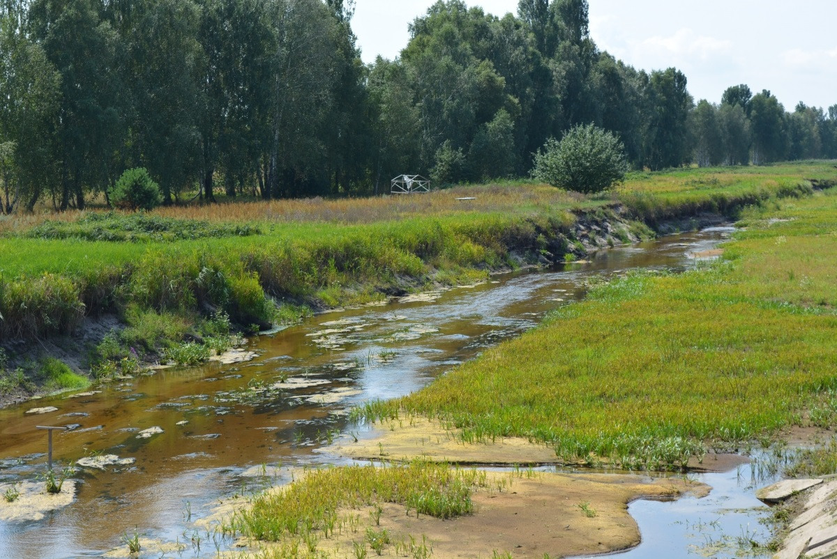 Болото фото под водой