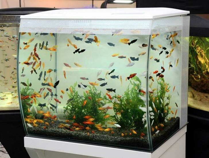 Шулешко аквариум методика картинки