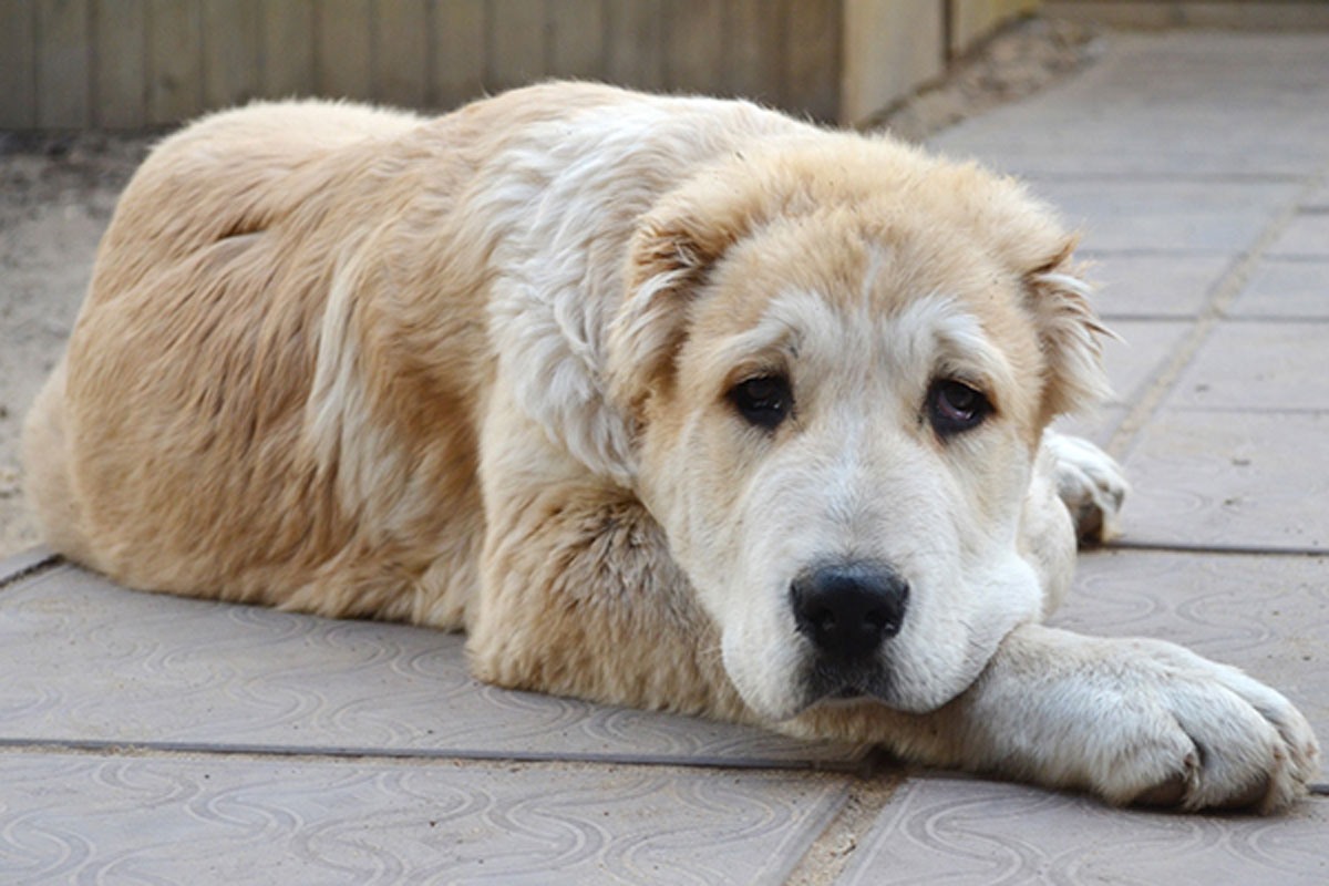 фото собаки алабая взрослого и щенка