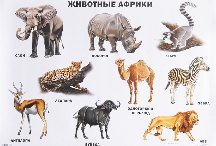 Животные африки фото с названиями и описанием