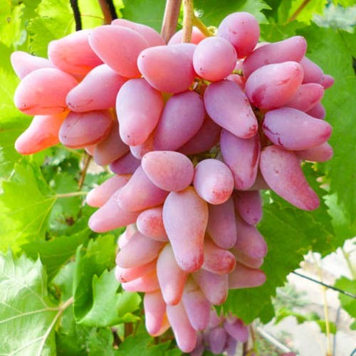 Елецкий виноград в картинках