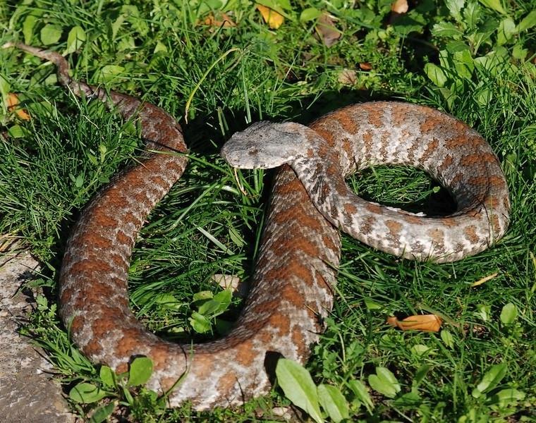 Змеи армении. Гюрза Vipera lebetina. Гадюка Гюрза. Кавказская Гюрза змея. Среднеазиатская Гюрза.