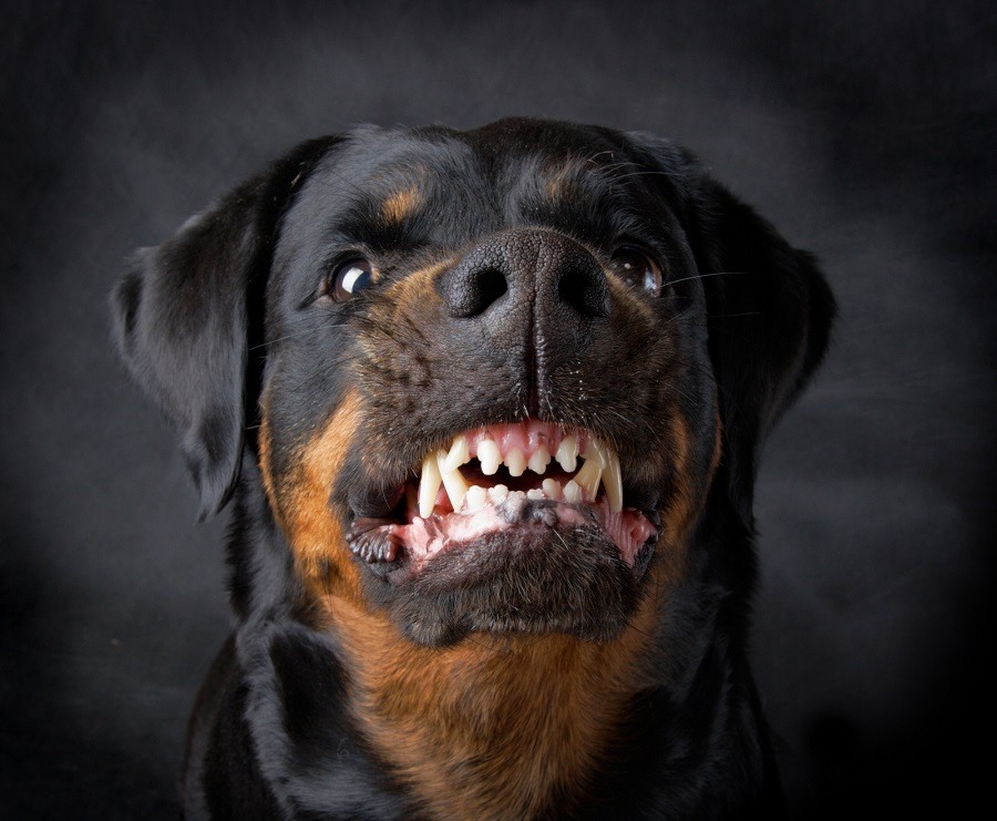 Картинки злых собак (30 фото) • Прикольные картинки и позитив