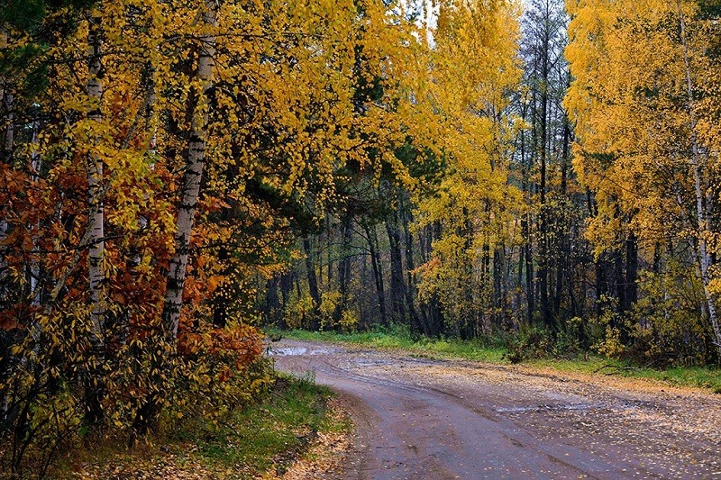 Фото золотой осень в лесу