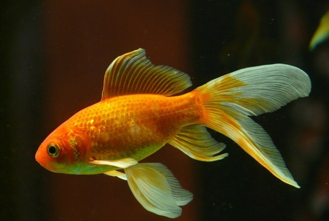 Красная рыбка картинка