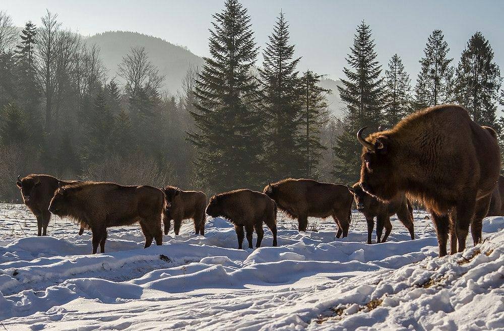 Фото зубра в хорошем качестве