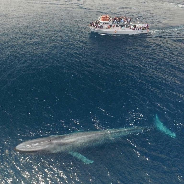 Фото кит и корабль