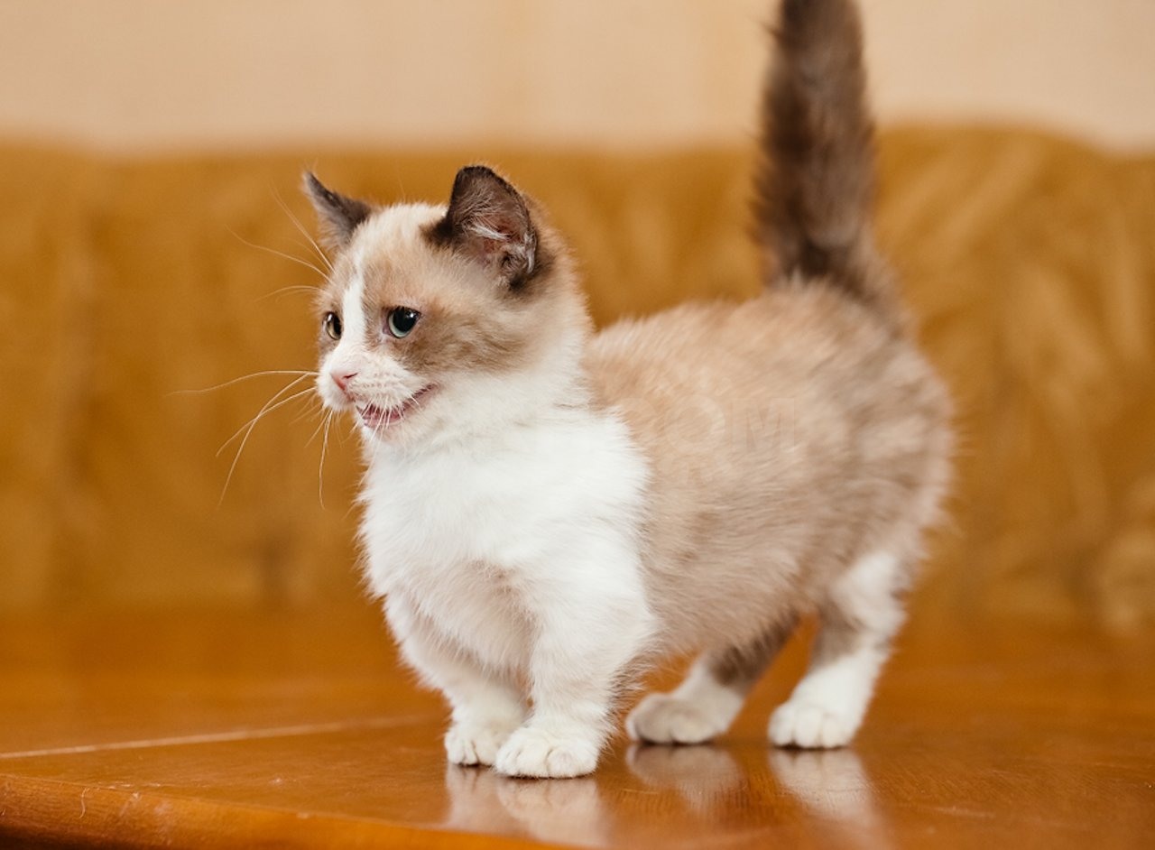 самые маленькие кошки мира фото с названиями
