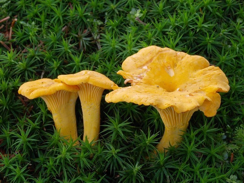 Лисички грибы картинка для детей