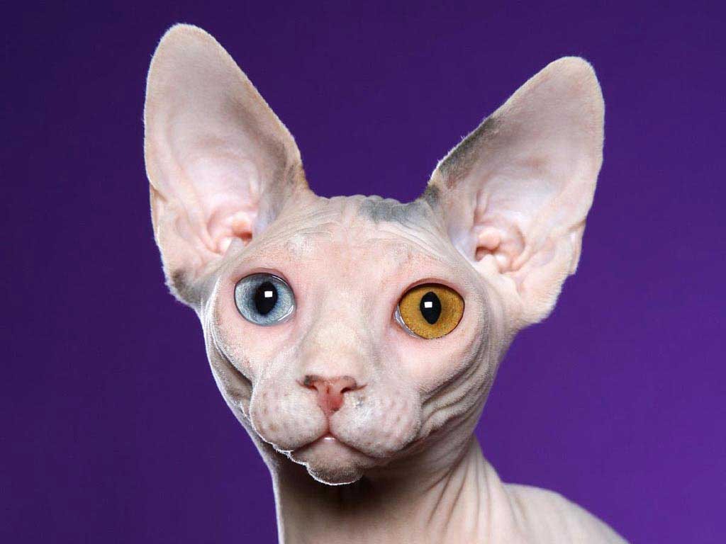 Название лысых пород. Сфинкс (порода кошек). Канадский сфинкс кошка. Лысая кошка сфинкс. Египетский сфинкс кошка.