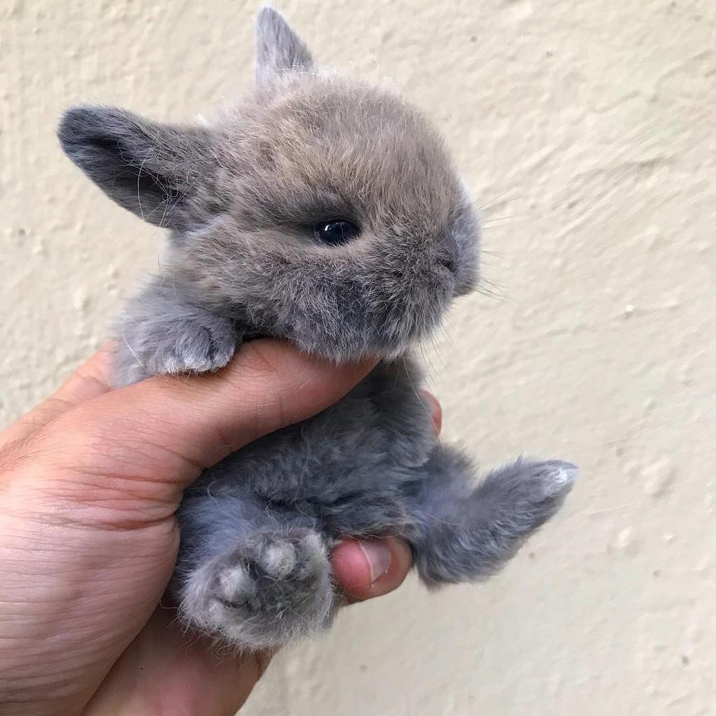 Кролик для желаний