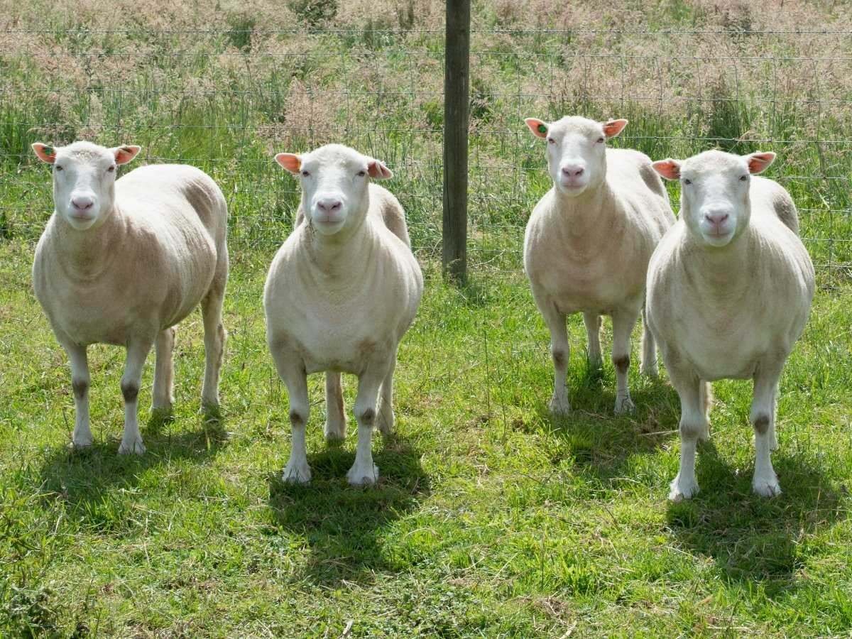 Фото с овечками