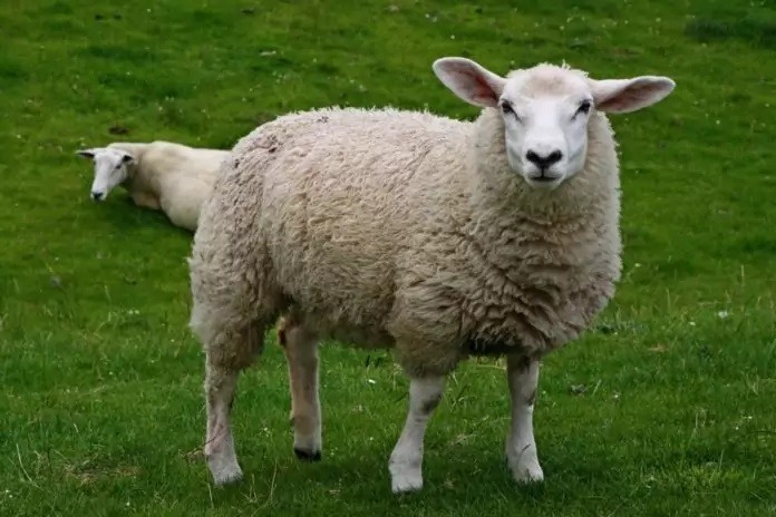 Зрачки овцы фото