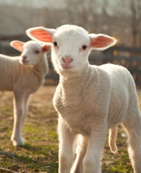 Подарочный набор Раз овечка,два овечка