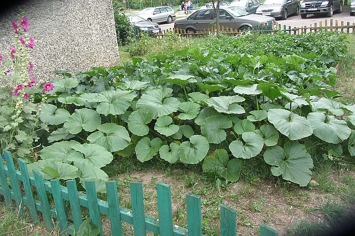 Прикольные картинки связанные с огородом