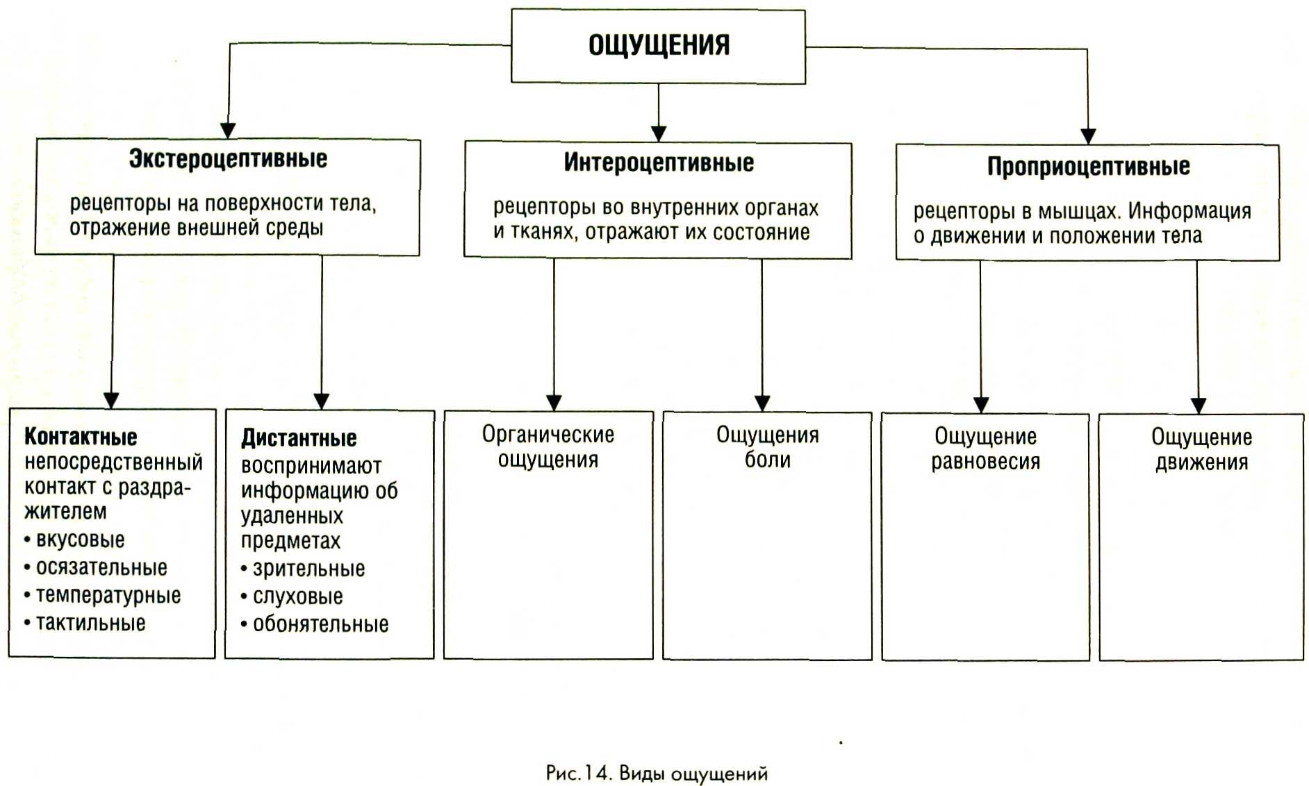 Виды ощущений в психологии схема