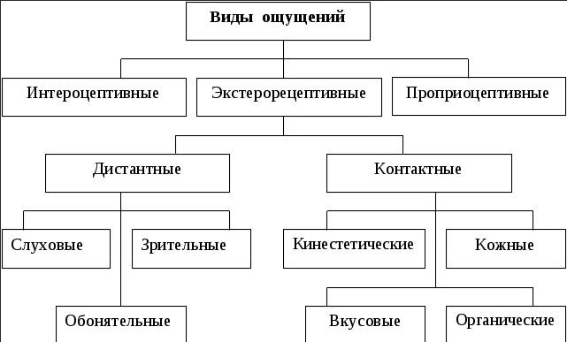 Классификация ощущений в психологии схема