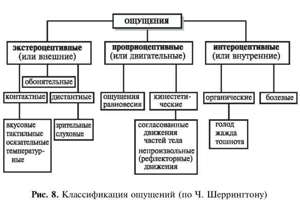 Виды ощущений в психологии схема