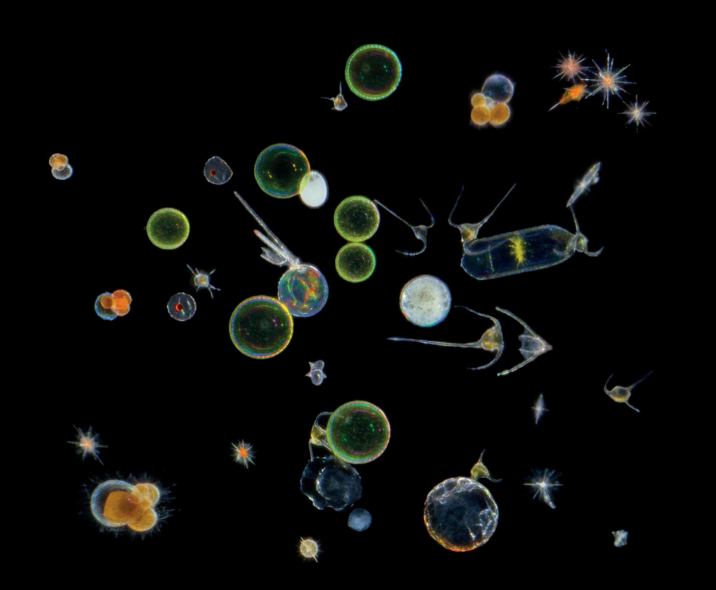 Мелкий зоопланктон