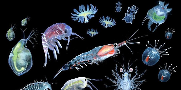 Планктон фото в море в тайланде