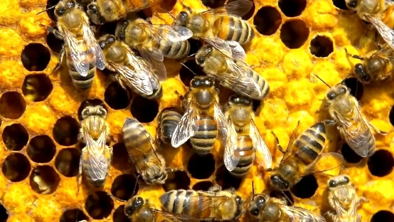 Пчелы на цветах картинки