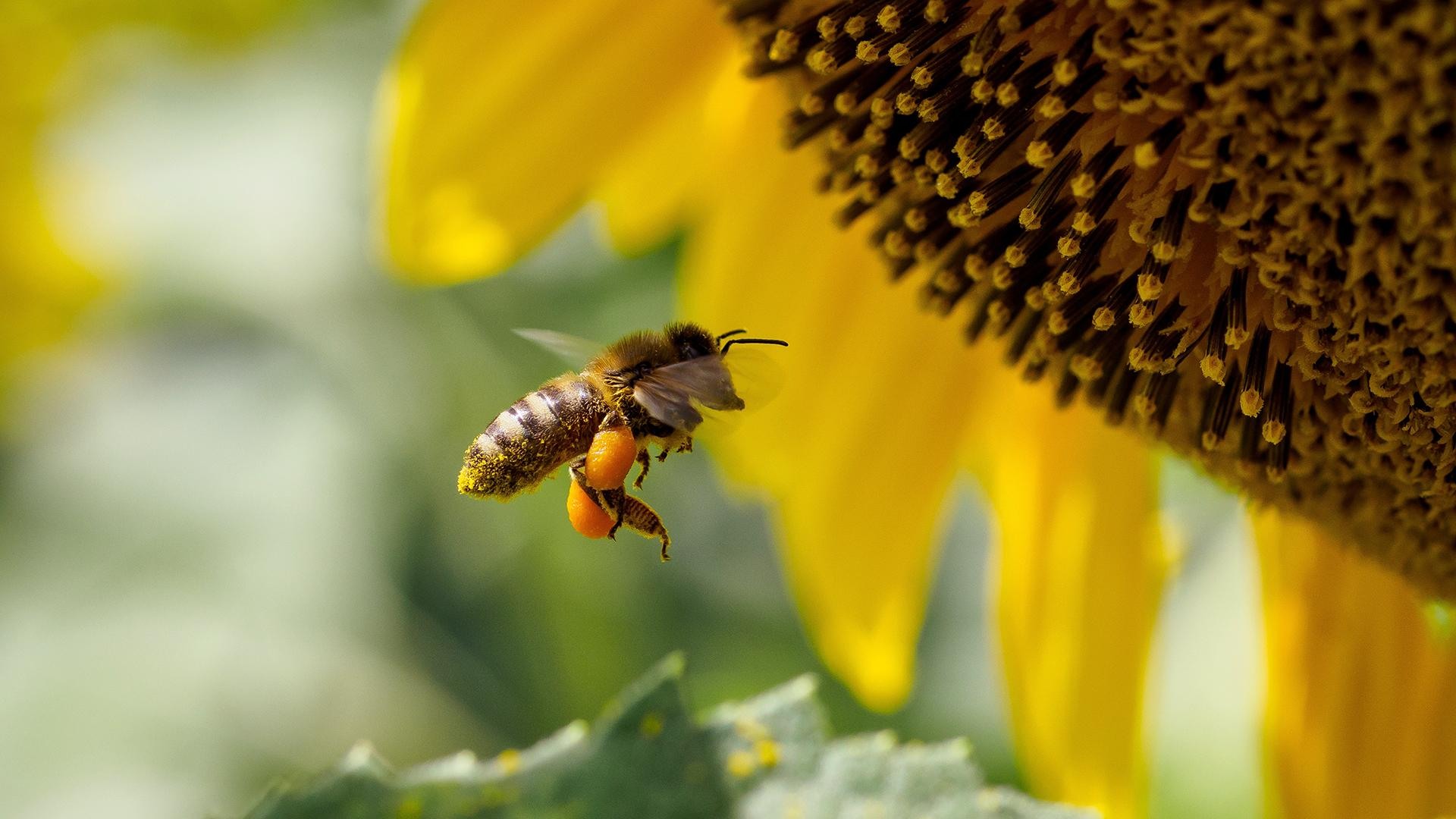 Пестициды и пчелы