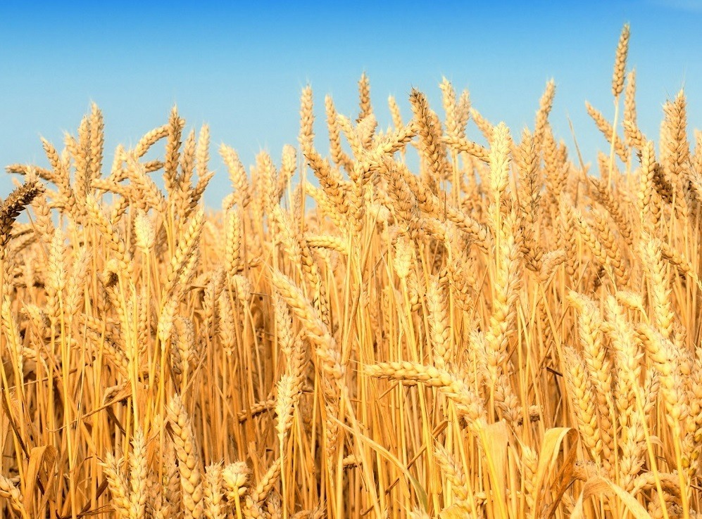 Как выглядит зерно пшеницы фото крупным планом