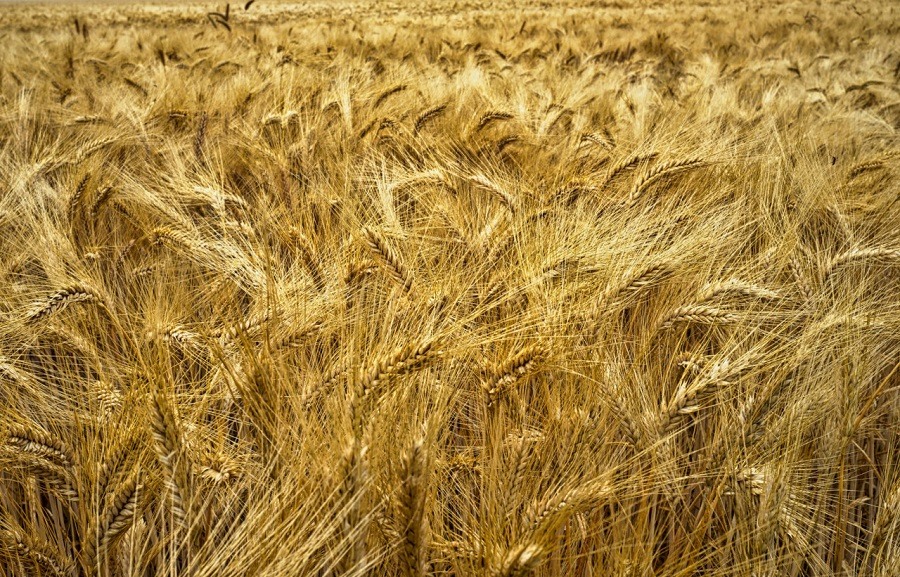 Пшеница картинки красивые