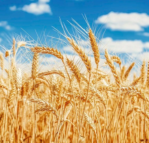 Пшеница фото растение