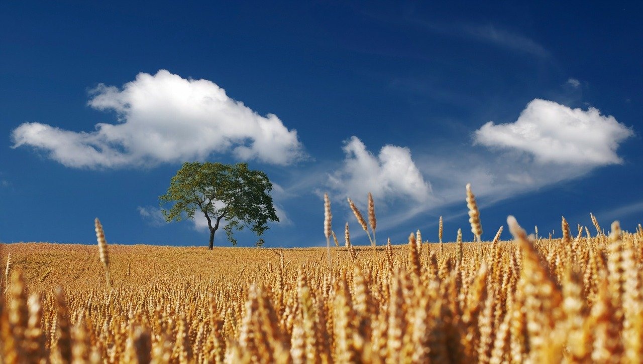 Сельское хозяйство пшеница