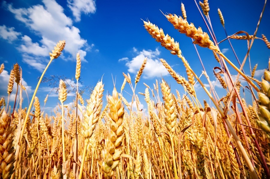 фото пшеница растение