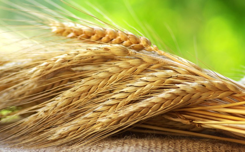 Пшеница фото растение