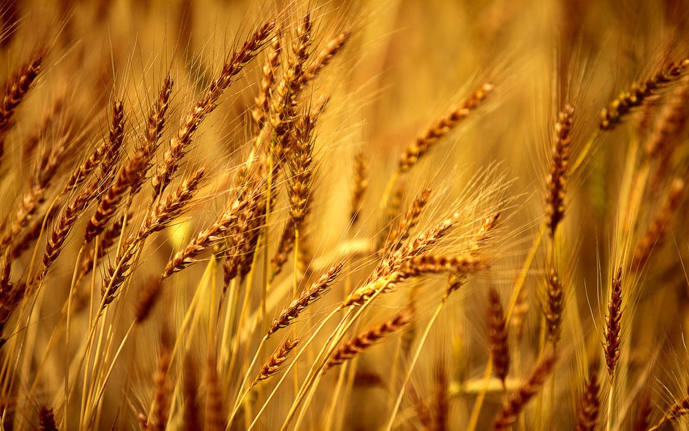 Пшеница картинки красивые