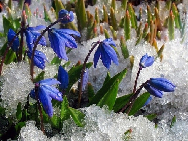 Раннецветущие цветы весной названия и фото