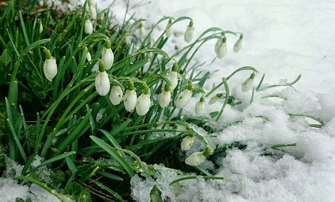 Картинки ранней весны (30 фото) • Прикольные картинки и позитив