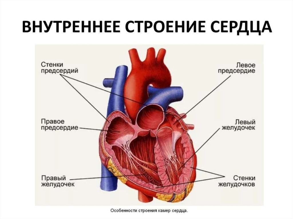 Миокард левого предсердия. Строение человеческого сердца. Строение сердца человека схема. Строение человеческого сердца схема. Строение сердца человека рисунок.